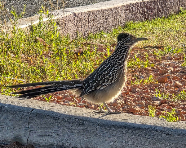 Roadrunner